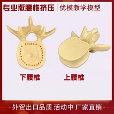 디스크 탈출증 관절 디스플레이 진열용 추간판 인체 모형, 두 개의 요추 심황 전문