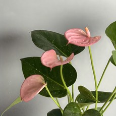 안스리움 수경재배 대품 안시리움 생화 화분, 로얄핑크, 1개