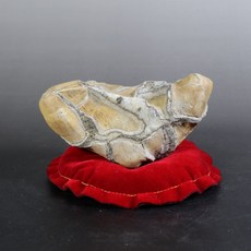 天磨店Gtk 69 1990年國姓鄉山採龜甲石, 1個