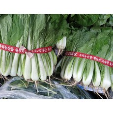 [오전수확] 국내산 얼갈이 배추 김치용, 1개, 3kg