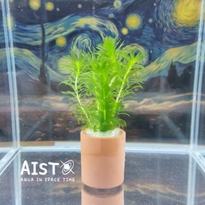 포트수초(아나카리스) 1개 반짝이는 별을 닮은 반투명 포인트수초