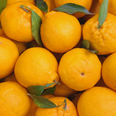 한정수량 해피팜제주 농장직송 고당도 한라봉, 1박스, 꼬마 5kg