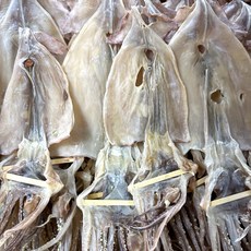 동해안 해풍 마른오징어 파품 건오징어 파지 오징어, 1개, 500g (8~14미 내외)