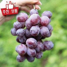 수입산 거봉포도 레드글로브 적포도, 1박스, 800g x 2팩