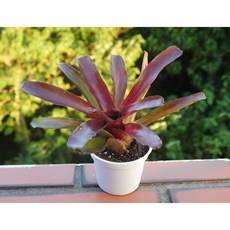 花樣渼栽盆栽生活館 紅葉積水鳳梨 室內觀葉植物, 1個, 3寸圓形花盆(整盆寄出)