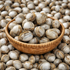 동죽 탱글탱글 물총조개 해수세척 제철 원물, 1박스, 9kg