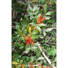 薰陸香純精油 Mastic Pure Essential Oil, 1個, 250ml