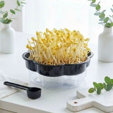 콩나물 기르기(1인용) 체험학습