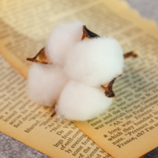 목화 꽃 송이 목화솜 머리 생화 프리저브드 꽃다발, 1. 목화 머리