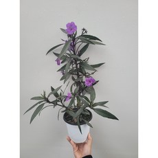 보라색 루엘리아 야생화 중품 25~40cm 69, 1개, .