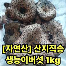 [자연산] 강원도 산지직송 생능이버섯 꼬득꼬득 직접채취 능이버섯, 1개, 1kg