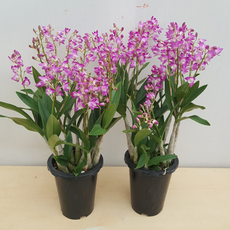 [용이네 화원]( 2개배송 ) 핑크 긴기아난 399 향이 정말 좋아요 핑크긴기아난, 2개