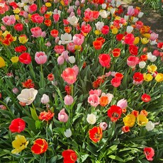 네덜란드 노지월동 튤립 구근 모듬 화분 포트식재, 1개