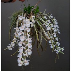 白貝殼石斛/瀑布蘭/容易栽培/山採高芽株/蝴蝶蘭環境/板植更好/1.7吋明年可開