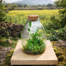 테라리움 식물 세트 제주애기모람 완제품 보틀180일 BOM 테라리움 키트 인테리어, 1세트