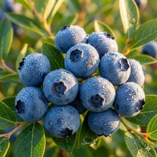 칠레산 국내산 생블루베리 500g(125gx4팩), 1개, 500g