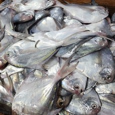 국내산 생물 횟감 병어, 2세트, 1kg내외 / 10미내외