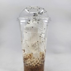 먹이용 큰흔적날개초파리 큰초 개구리 도마뱀 사마귀 200마리이상, 1개, 200ml