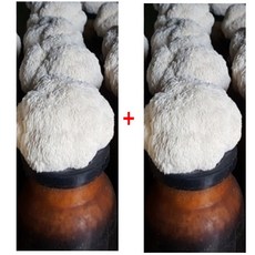 송이뜰 1+1 노루궁뎅이 녹각영지 집에서기르는 버섯배지, 노루궁뎅이버섯 1+1, 2개