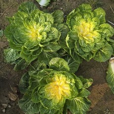 아삭달큰한 제철 채소 봄동 5kg, 없음