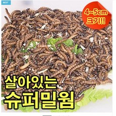 성충 안되는 살아있는 슈퍼밀웜 4-5cm, 슈퍼밀웜 2-3cm 110마리, 1개, 15g