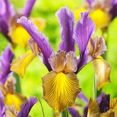 [큐가든] 아이리스 구근 피카소 5개 유럽직수입 더치 고급종 특선 세트 꽃창포 독일 붓꽃