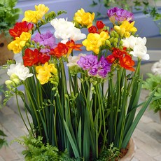 프리지아 구근 겹꽃 혼합, 10개