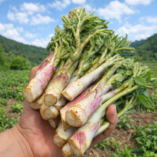 [남해산지직송] 산지첫수확 향긋쌉쌀 프리미엄 땅두릅, 1박스, 500g