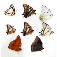 蟲新發現 蝴蝶標本A1 亞洲尾蛺蝶八種一組 未展翅乾貨