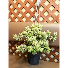 팅커벨 전동금 대품