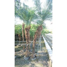 羅比親王椰子高度230-250公分，含運送到府，庭院造景首選，熱帶風情輕鬆擁有, 1個