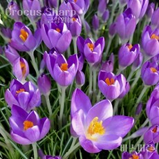 크로커스 샤프란(Crocus saffron) 추식 구근(1set 5구) 입고 금강원예, 1개, 바스퍼플