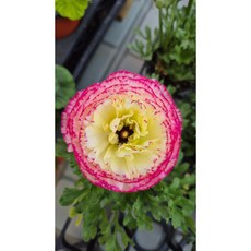 라넌큘러스 랜덤상품