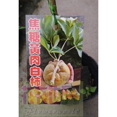 花花世界 焦糖黃肉白柿 新品種水果苗 4吋盆/高30-50公分, 1個