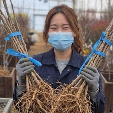 두릅나무묘목 토종참두룹나무 2년 드릅묘목, 토종참두룹 2년 중품