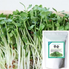 세경팜 새싹무순 1kg 씨앗 새싹열매채소 키우기, 1개