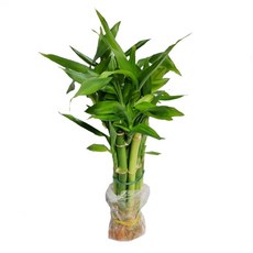 도도팜 개운죽20cm (10개) (20개) (50개) (100개) 잎(x)수경식물 공기정화식물 미세먼지제거, 01. 개.운.죽20cm(10p) 1개