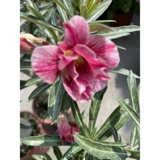霏霏園藝 尖葉沙漠玫瑰 5吋盆 重瓣花斑色花, 1個