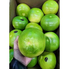 프리미엄 메로골드 스위티 청자몽, 1박스, 특대 5과