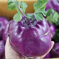제주 콜라비 보라색무 1kg, 콜라비1kg
