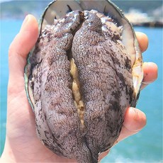 [재구매율 1위] 바다공식 살아있는 완도 전복 국산 직거래 활전복 세척솔 포함, 1박스, 인기전복 8~10미 500g