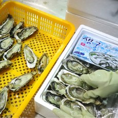 통영 굴 석화 하프셀, 1세트, 30미 내외