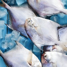 [당일경매] 때깔부터다른 횟감 생물 병어, 1박스, 1kg