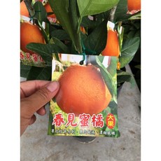 霏霏園藝 新品種大果春見蜜橘 4.5吋盆栽, 1個