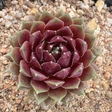 붉은솜털바위솔 S 노지월동 석부작재료 야생화, 단일, 1개