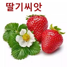 사계절 재배 가능 가정용 딸기재배 씨앗딸기, 200개
