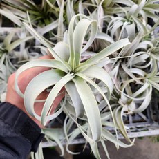 P老闆園藝 空氣鳳梨 空鳳 小精靈/哈里斯/棉花糖 小章魚 綠毛毛 花束 捲 德魯伊, 霸王鳳