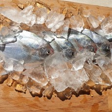 국내산 여수 횟감 생물 병어 1kg 5-9미 내외