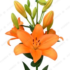 우리화훼종묘 백합 구근-플레밍턴, 1개