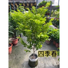 霏霏園藝 四季春 觀葉植物 適用於室內、辦公、門口及陽台, 1個